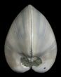 Polished Fossil Clam - Small Size #5285-1